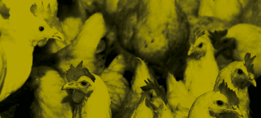 0414-402 chickens