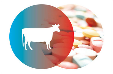 Title Illustration of a Cow and Antimicrobials