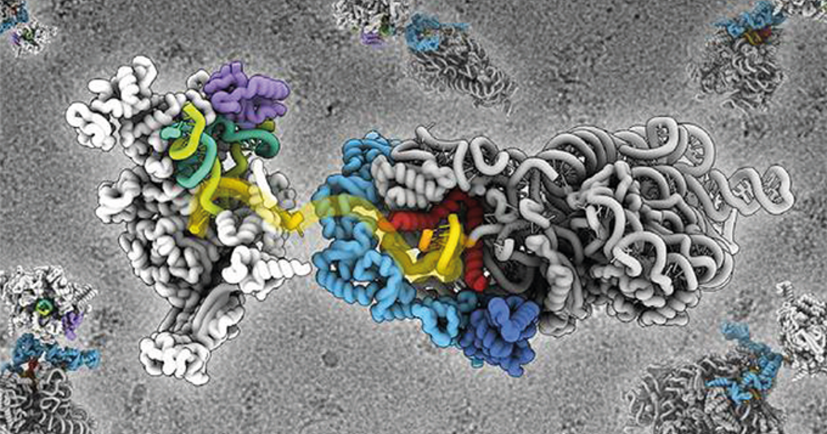 Unraveling The Molecular Basis Of Gene Expression