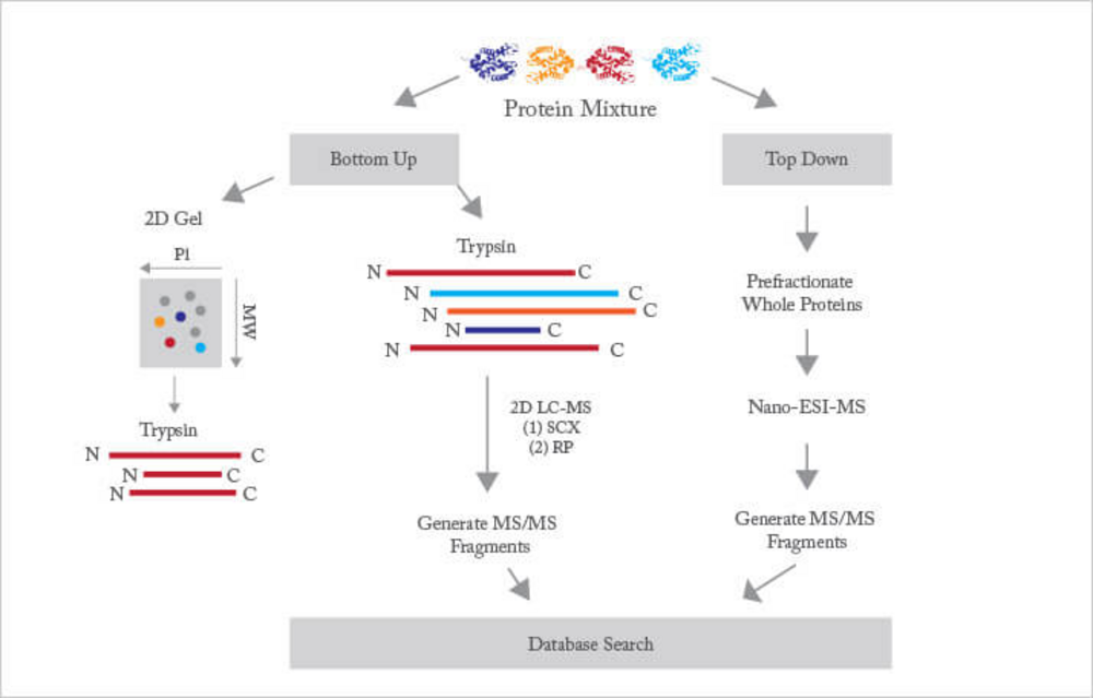 News In Proteomics Research The Clearest Explanation Of