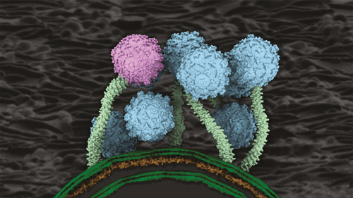 0625-109-Cracking-the-Code-of-Phages-to-Fight-TB_Teaser.png