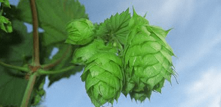 Figure 1. Photograph of hop flowers grown in Seattle, WA, USA.