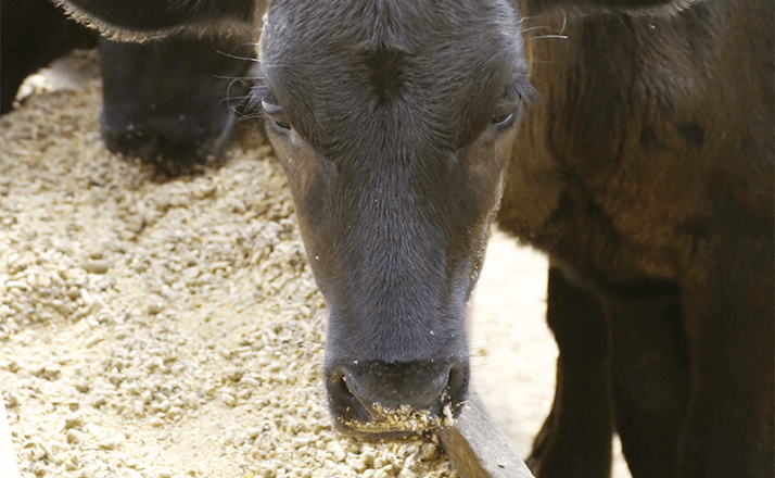 app note 069 cow