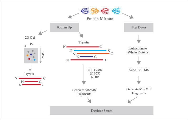 Schematic diagram of proteomics