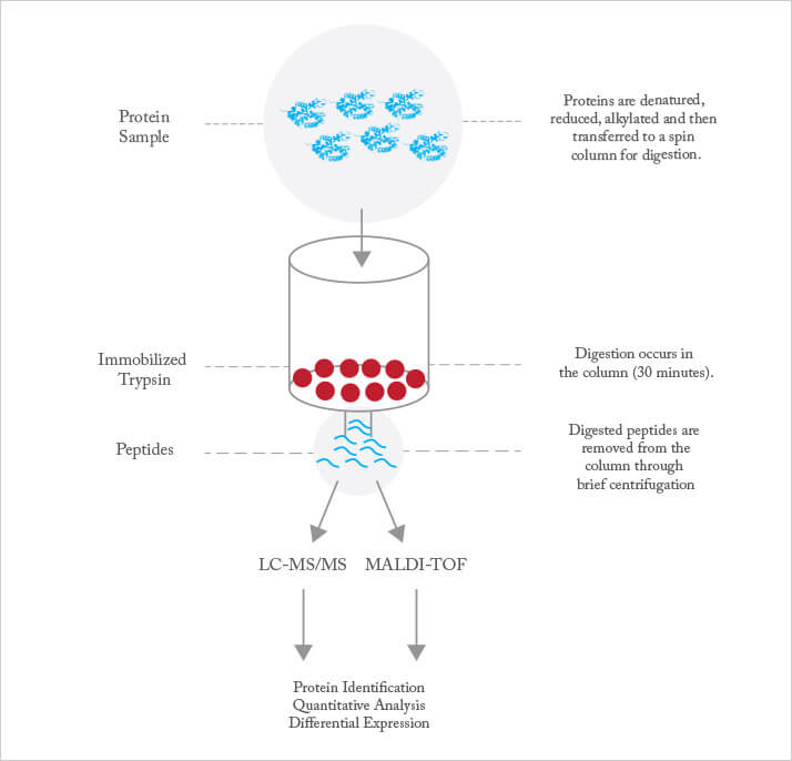 Fig 2: Immobilized trypsin procedure