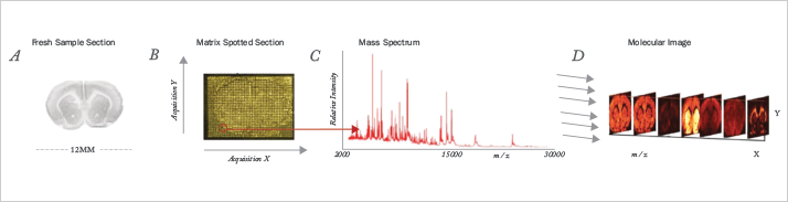 Fig 5: Imaging mass spectrometry