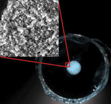 Fig 2. Photograph of a 75 μm inner diameter capillary