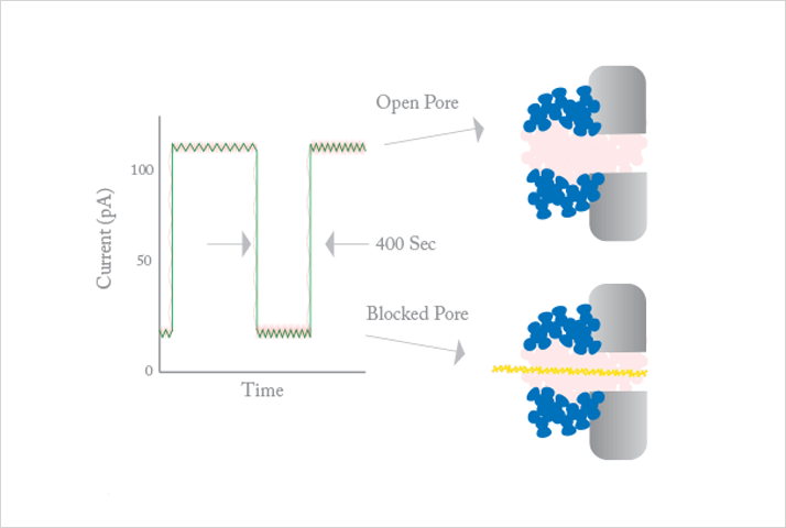 Graphic of Graphic of Ion Torrent