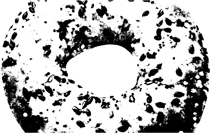 0813-205 bagel main-image