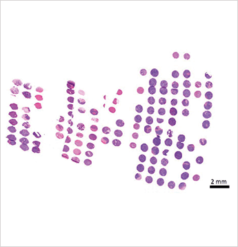 0215-401-stain-img
